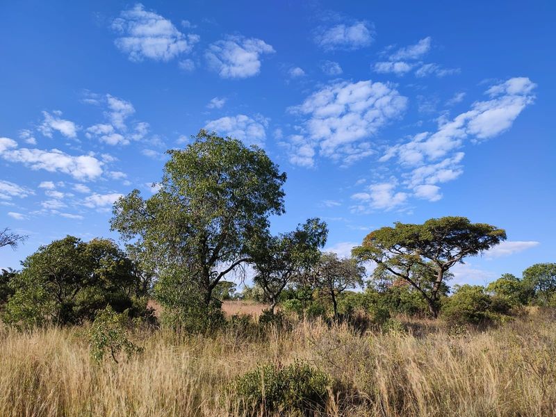 A view of the natural landscape featuring mature trees and native grasses on the vacant residential land.
