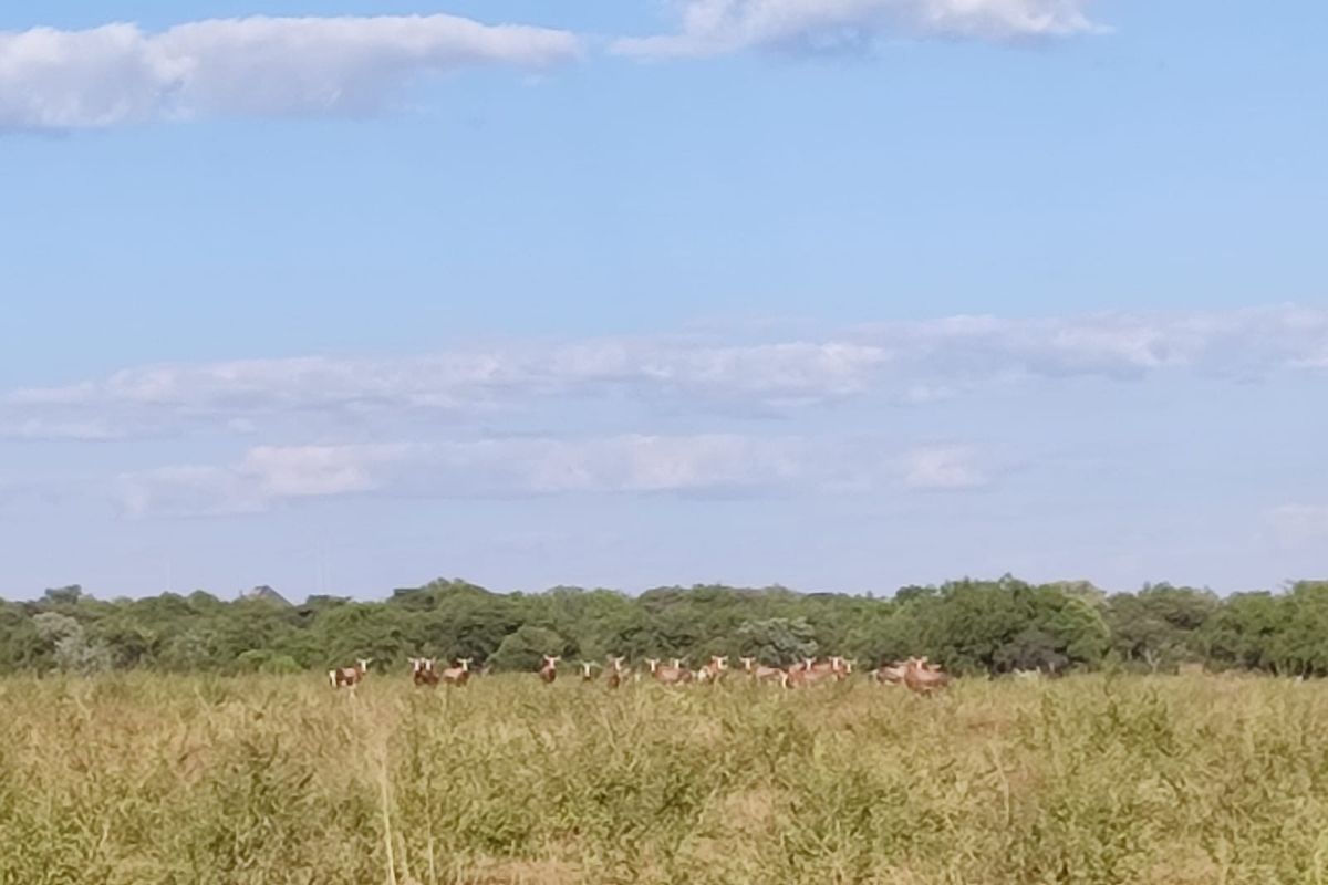 A scenic view of open grassland and natural vegetation on the vacant residential property.