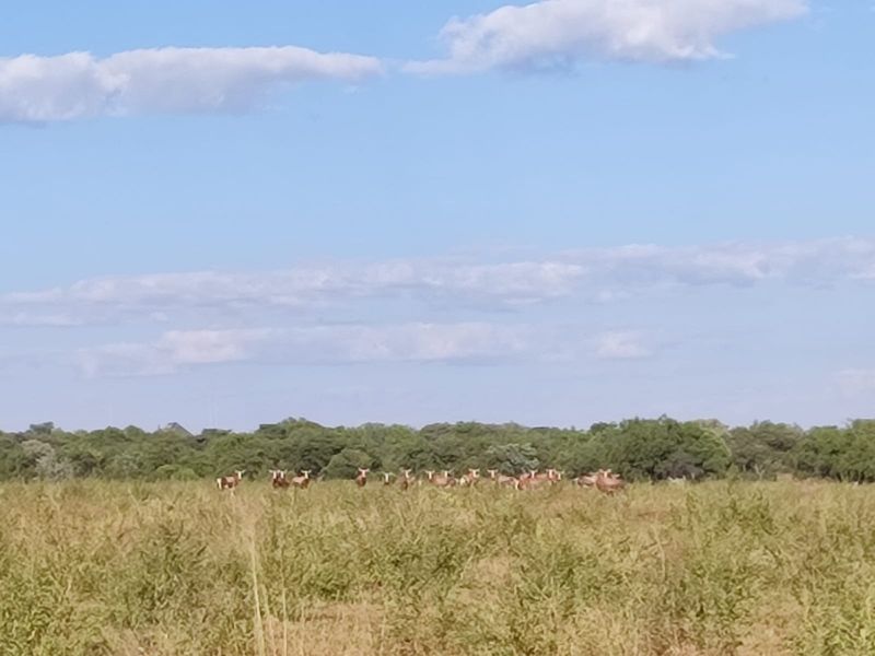 A scenic view of open grassland and natural vegetation on the vacant residential property.