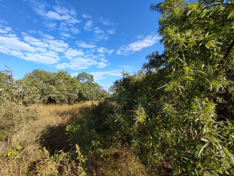 A view of the vacant residential land featuring established native trees and natural vegetation under a clear blue sky.