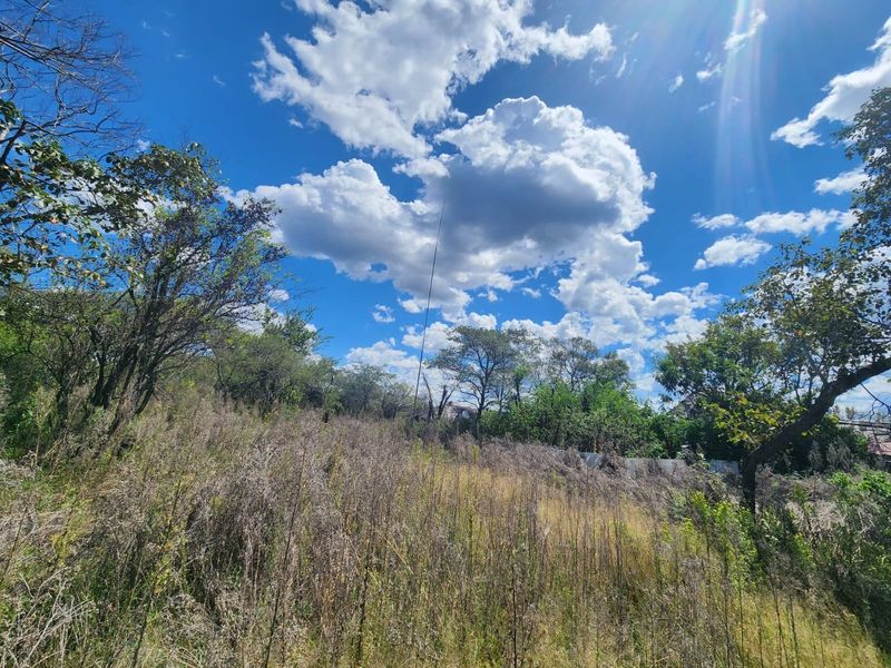 A view of the natural, sloped garden area featuring mature trees and wild vegetation under a bright blue sky.