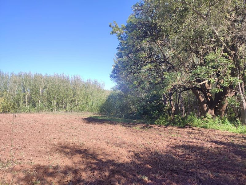 A view of a cultivated farm field bordered by mature trees and natural vegetation under a clear blue sky.