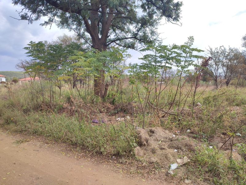 A view of an undeveloped residential plot featuring mature trees and overgrown natural vegetation along a dirt road.