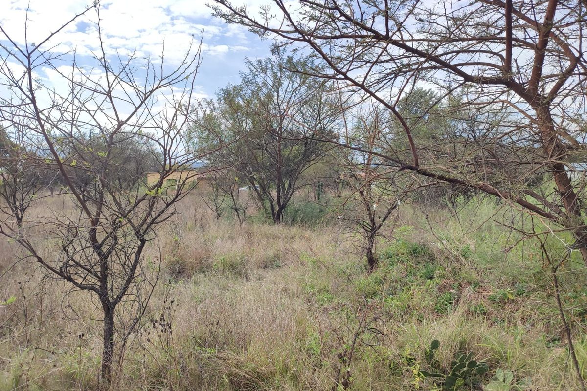 A view of a vacant residential plot featuring natural vegetation and mature trees.