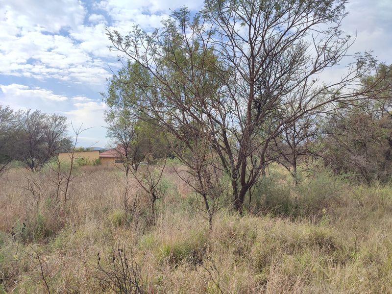 A view of a vacant residential plot featuring mature trees and natural wild vegetation.