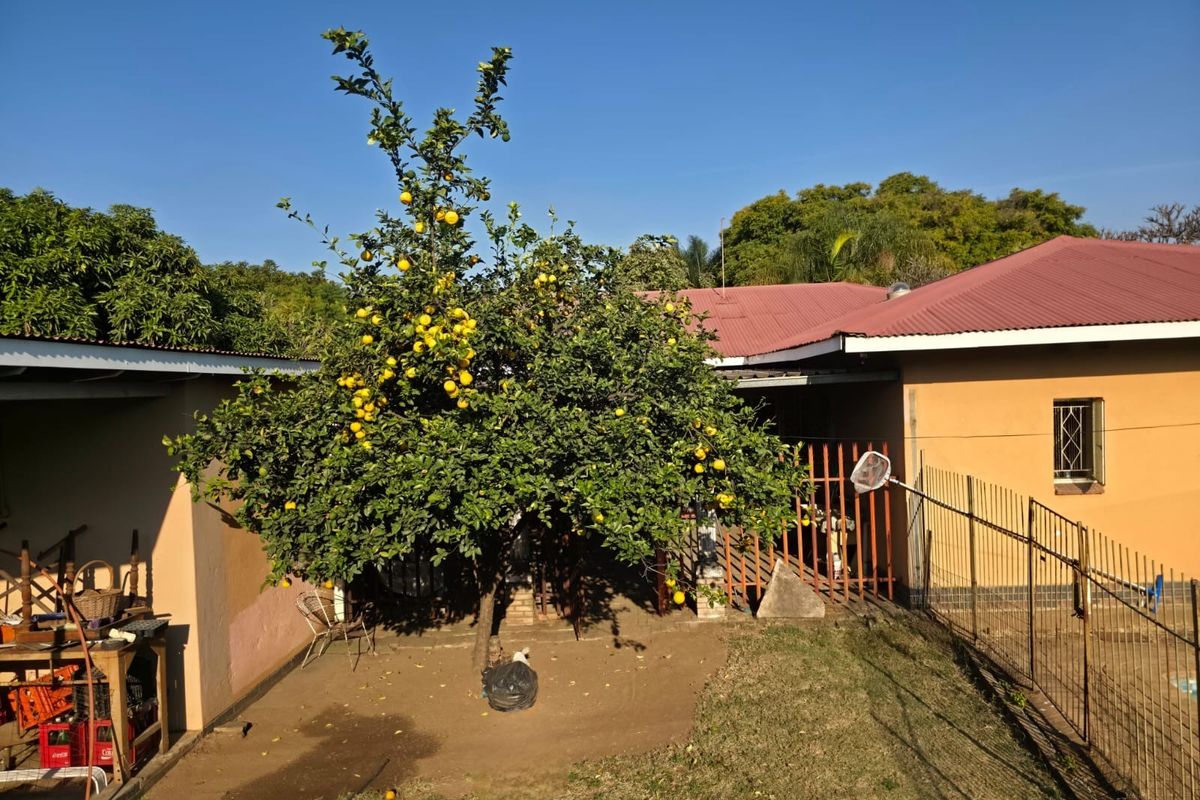 Rear exterior view of the property featuring a metal roof, security fencing, and a mature citrus tree in the garden area.