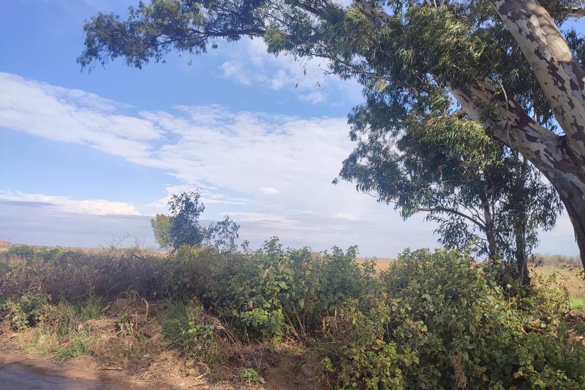 A view of a vacant residential plot featuring mature eucalyptus trees and dense natural vegetation.