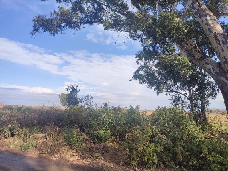 A view of a vacant residential plot featuring mature eucalyptus trees and dense natural vegetation.