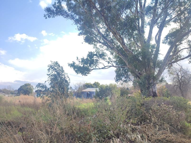 A view of a vacant residential plot featuring mature trees and overgrown vegetation, showing the natural state of the land.