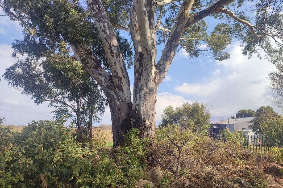 A view of a large mature eucalyptus tree situated on a vacant residential plot with surrounding overgrown vegetation and perimeter fencing.
