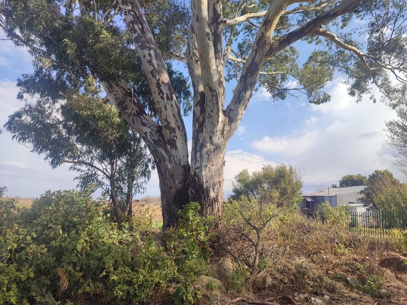 A view of a large mature eucalyptus tree situated on a vacant residential plot with surrounding overgrown vegetation and perimeter fencing.