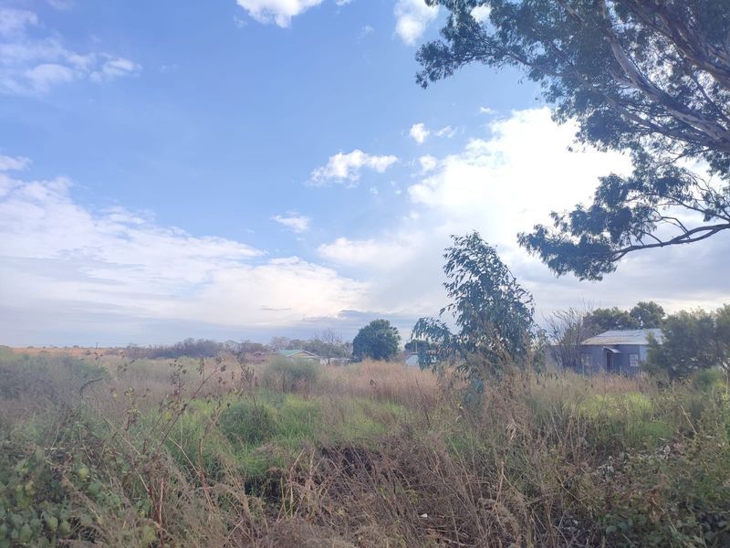 A view of a vacant residential plot featuring overgrown wild vegetation and mature trees under a clear blue sky.