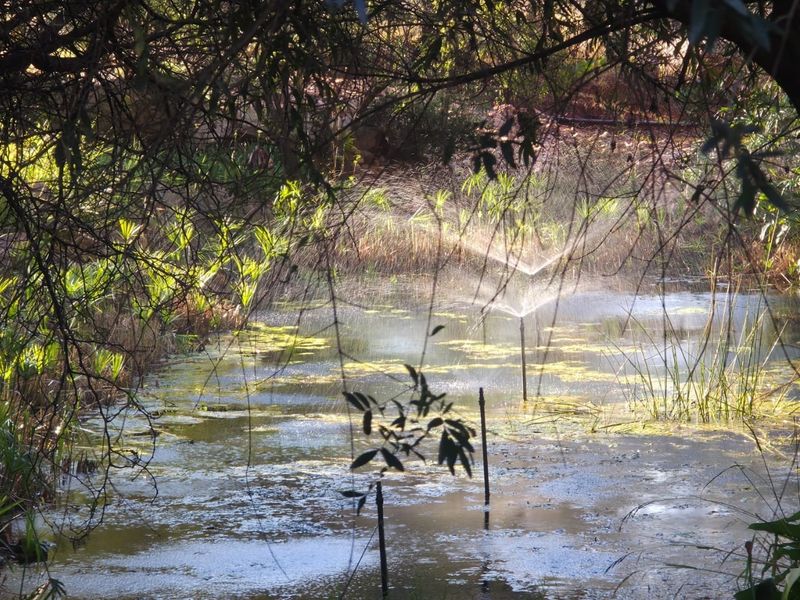 A natural garden area featuring a water feature with an active irrigation sprinkler system, surrounded by dense, overgrown vegetation.