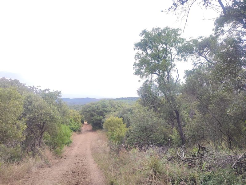 A view of a natural, undeveloped residential plot featuring a dirt access track surrounded by native trees and dense vegetation.