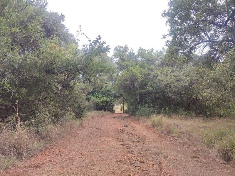 A natural, wooded pathway on a vacant residential plot, featuring mature trees and native vegetation along an unpaved access track.