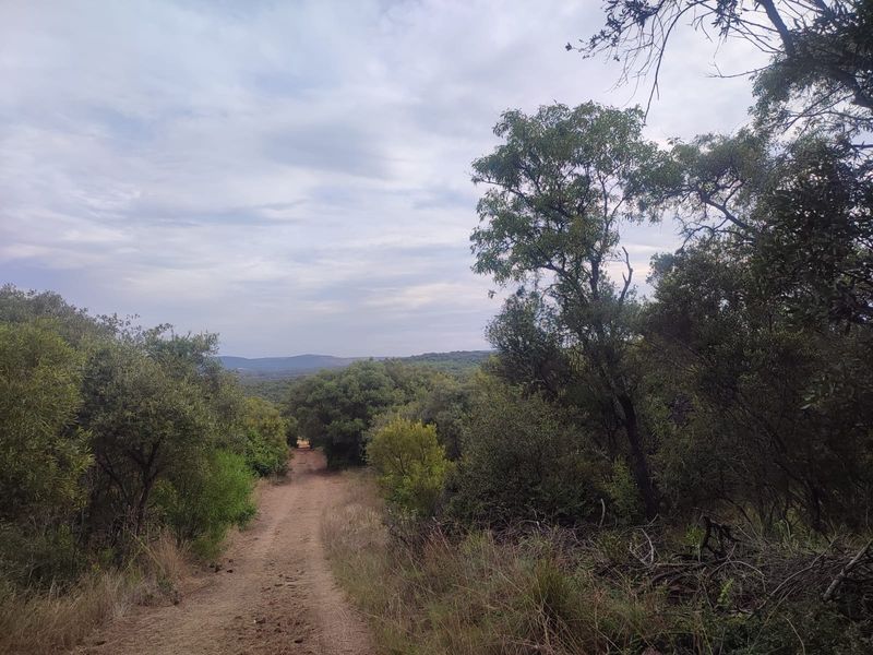 A natural landscape view featuring a dirt track winding through native trees and shrubs on a vacant residential plot.