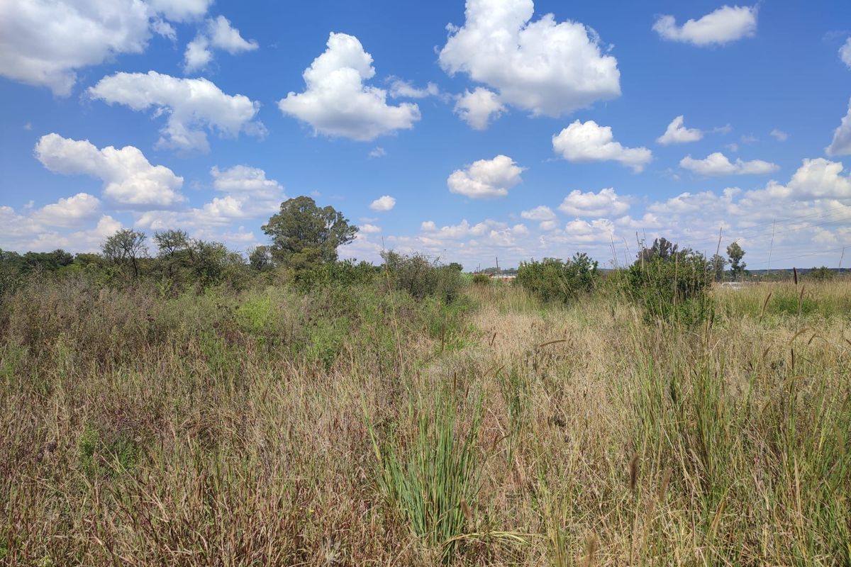 An expansive, undeveloped plot of land featuring natural wild grasses and scattered indigenous shrubs under a clear blue sky.