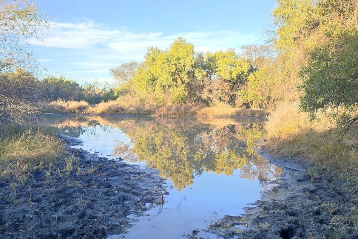 A serene natural pond and watering hole surrounded by indigenous trees and vegetation, characteristic of the farm's natural landscape.