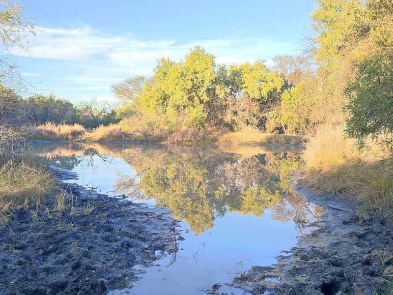 A serene natural pond and watering hole surrounded by indigenous trees and vegetation, characteristic of the farm's natural landscape.