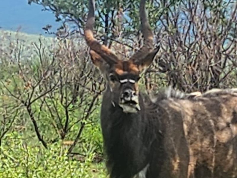 A photograph of a nyala antelope in a natural bushveld setting, not depicting any residential property infrastructure or features.
