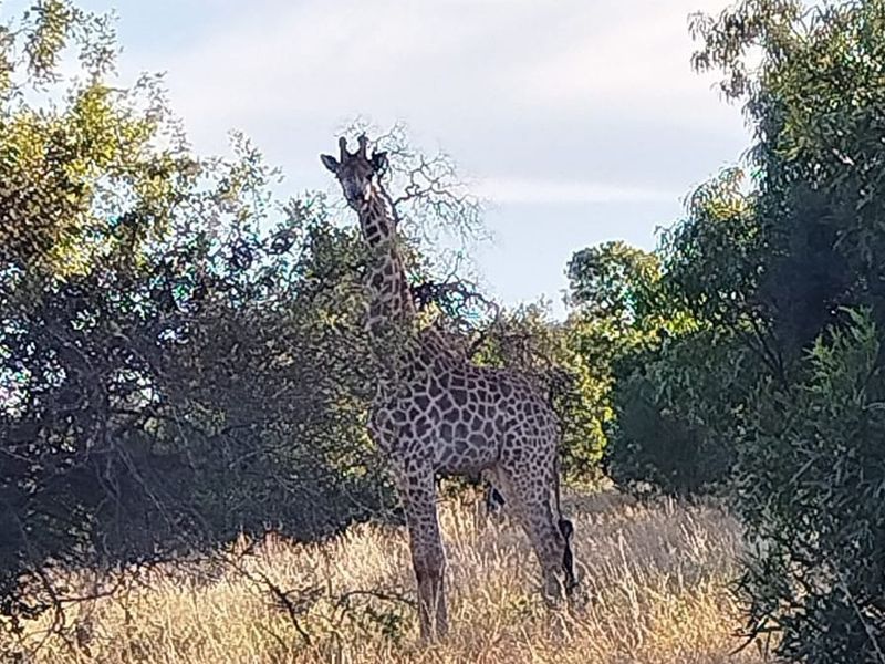 A view of natural vegetation and wildlife on the vacant land parcel.