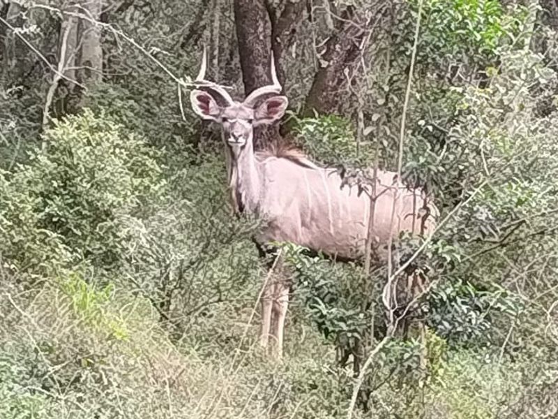 A view of wildlife within the natural vegetation on the residential land.