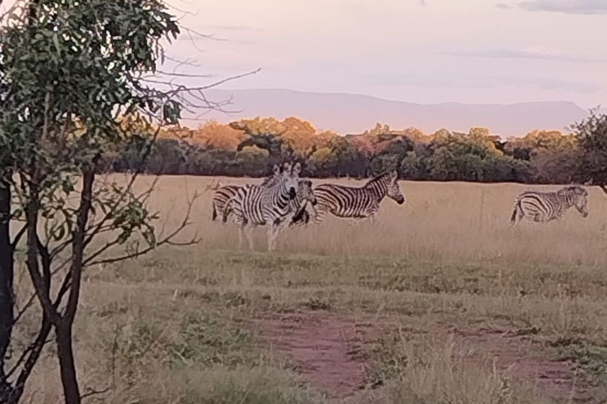 A scenic view of open grassland featuring local wildlife, showcasing the natural landscape and potential of the vacant residential land.