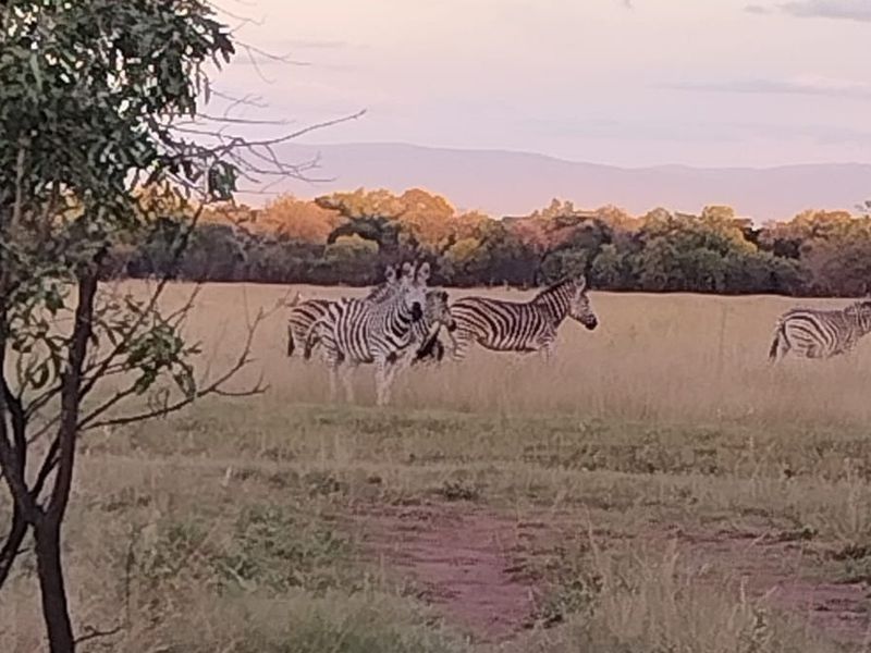 A scenic view of open grassland featuring local wildlife, showcasing the natural landscape and potential of the vacant residential land.