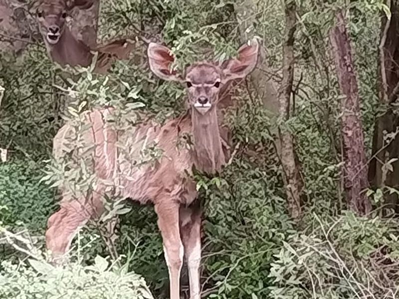 A view of wildlife within the natural vegetation on the vacant land property.
