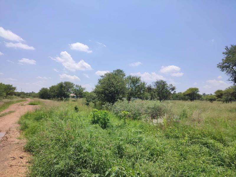 A view of an undeveloped residential plot featuring native vegetation and a dirt access path.