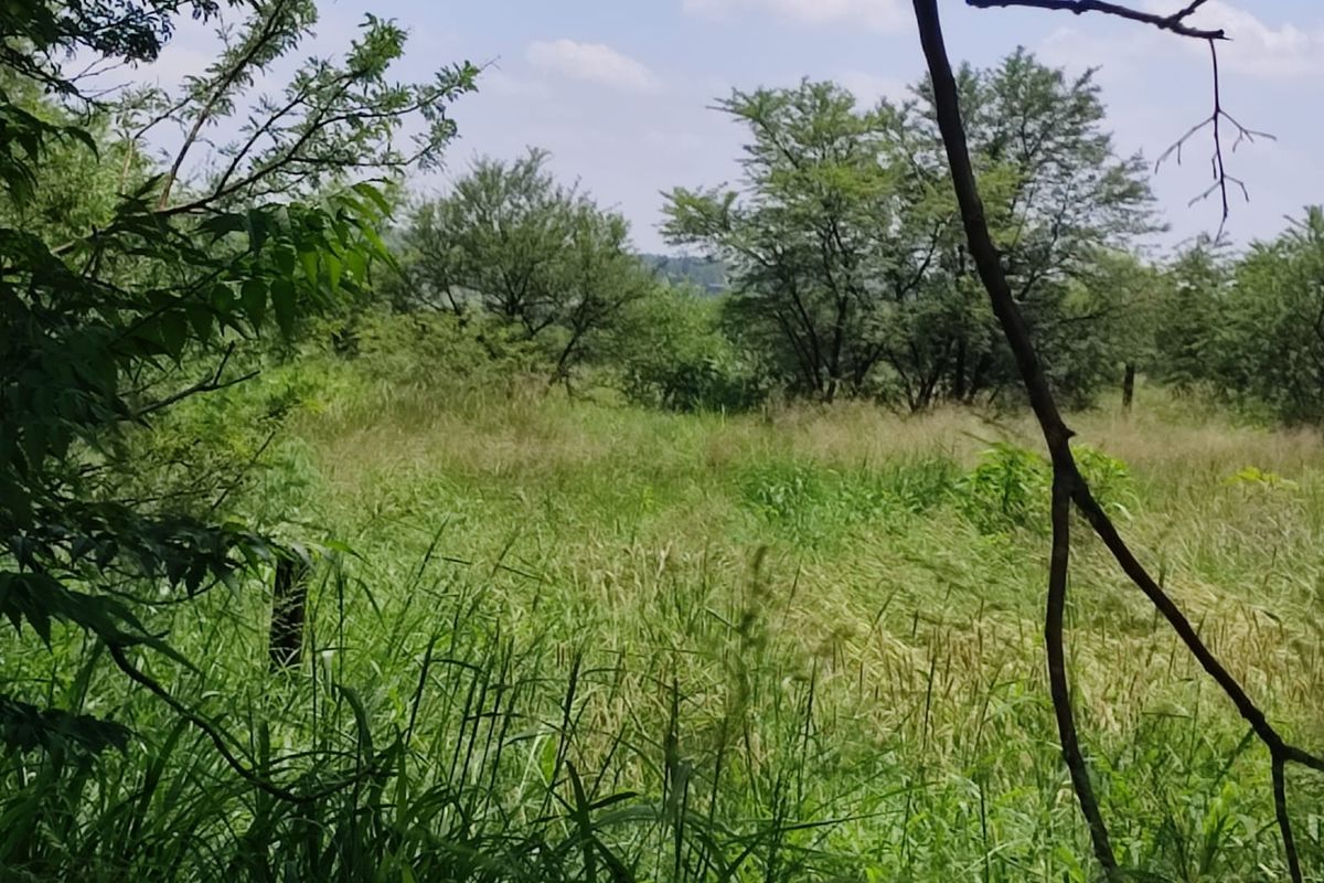 A view of a vacant residential plot featuring natural vegetation and mature trees, suitable for development.