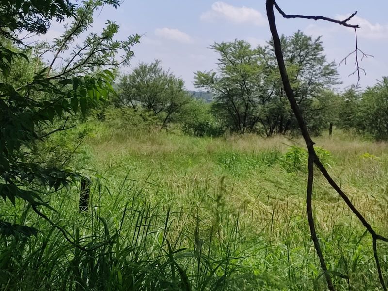 A view of a vacant residential plot featuring natural vegetation and mature trees, suitable for development.