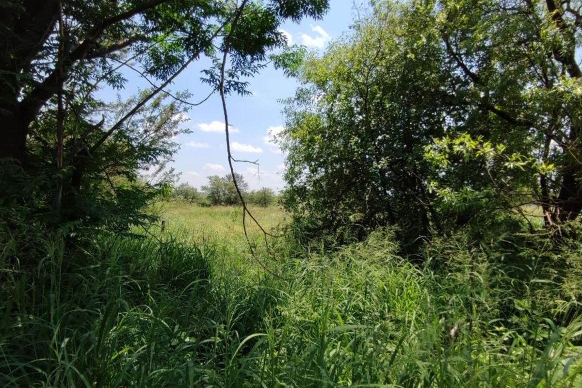A view of a natural, undeveloped residential plot featuring mature trees and overgrown grass.