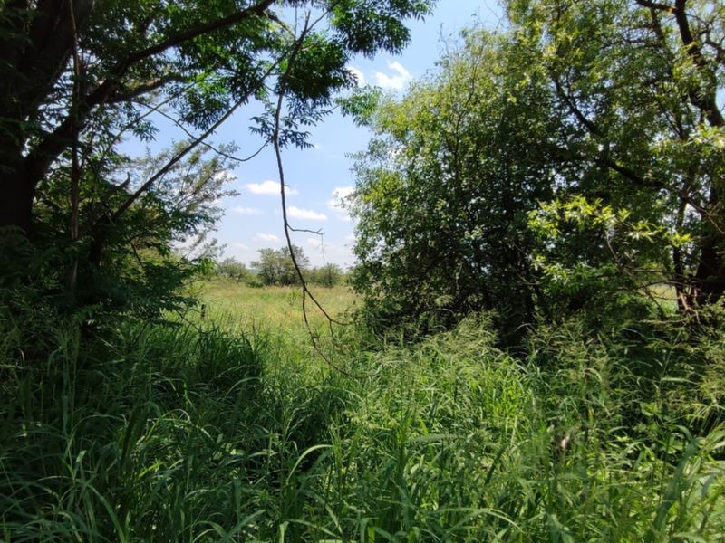 A view of a natural, undeveloped residential plot featuring mature trees and overgrown grass.