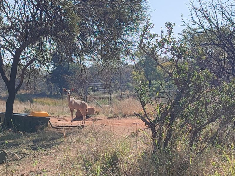 315ha Game & Investment Property – Prime Location Near Rustenburg - Photo 2