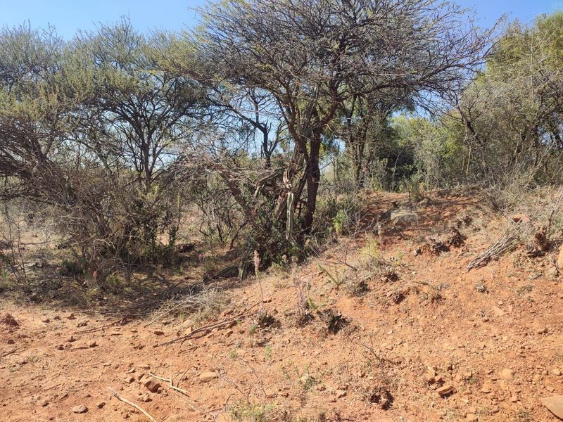 A view of the natural farm landscape featuring indigenous trees and undeveloped red earth terrain.