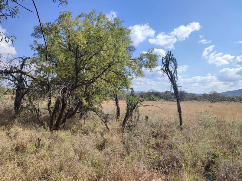 A view of the vacant residential land featuring natural vegetation and mature trees under a clear blue sky.