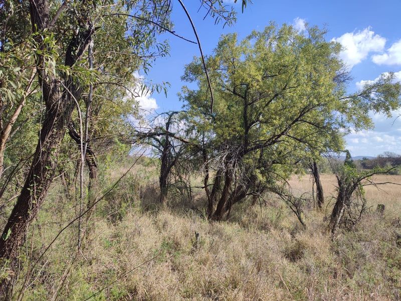 A view of the vacant residential land featuring mature trees and natural grass cover.