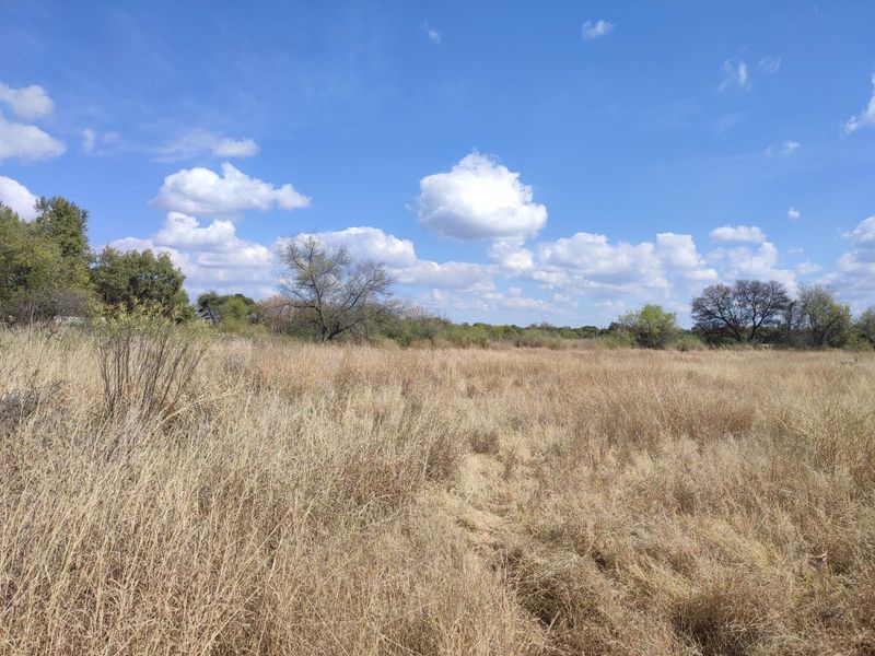 A view of an undeveloped residential plot featuring natural dry grass and scattered mature trees under a clear blue sky.