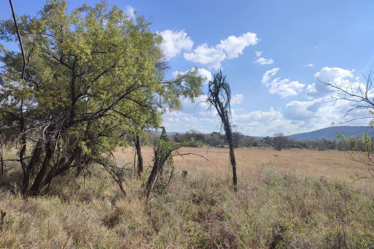 A scenic view of the vacant residential land featuring native grassland, mature trees, and distant mountain vistas.
