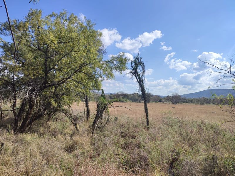 A scenic view of the vacant residential land featuring native grassland, mature trees, and distant mountain vistas.