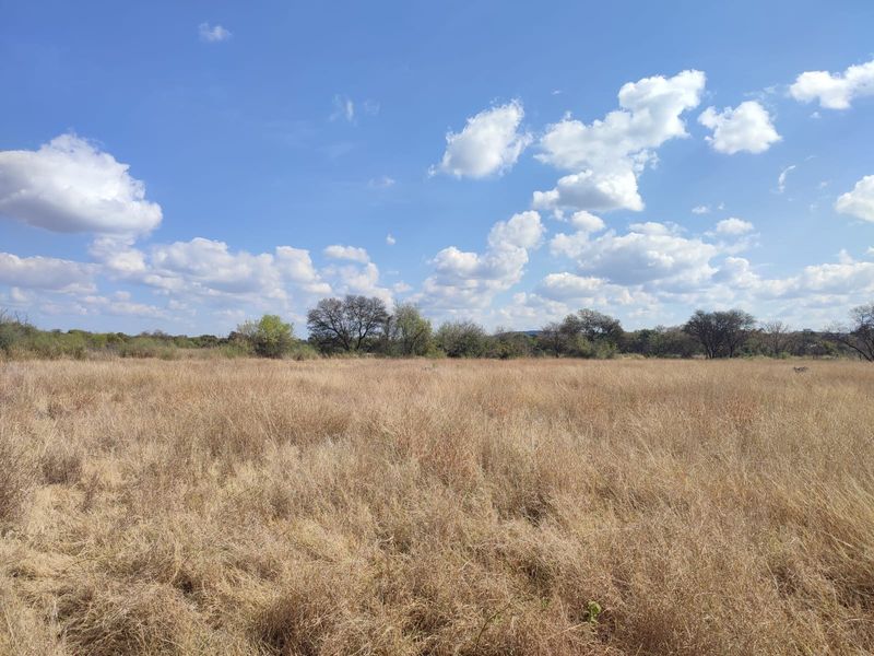A wide-angle view of a vacant residential plot featuring natural grassland and mature trees under a clear blue sky.