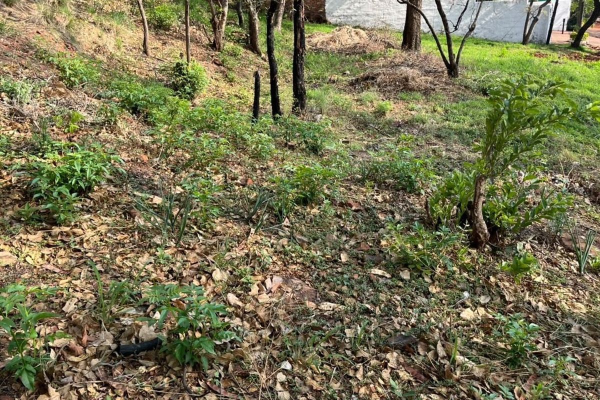 A view of the sloped, natural garden area featuring established trees and native vegetation on the residential land.