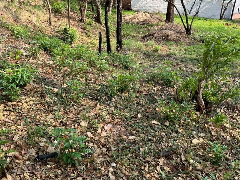 A view of the sloped, natural garden area featuring established trees and native vegetation on the residential land.