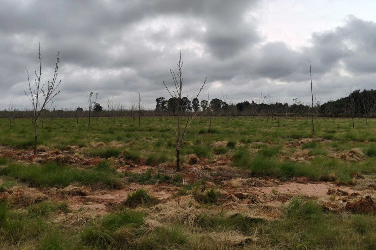 An expansive agricultural field featuring young orchard trees planted across a grassy landscape under an overcast sky.