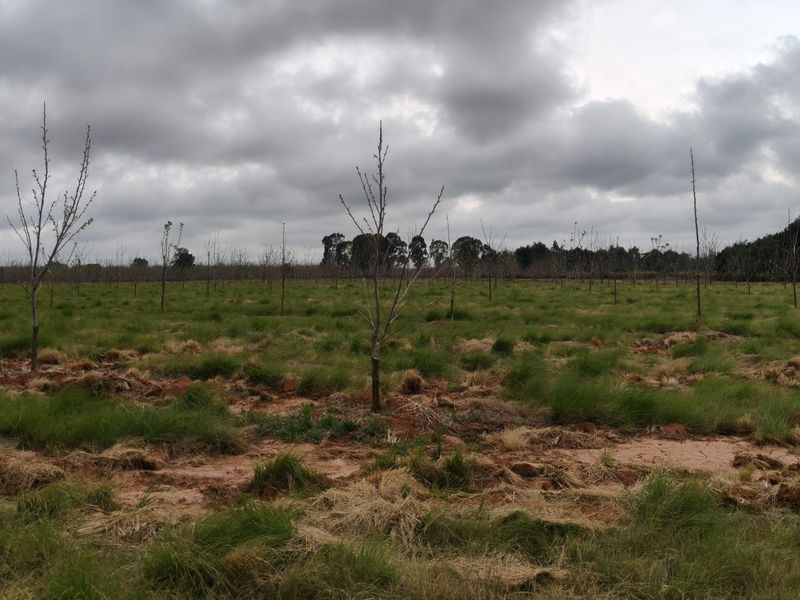 PECAN FARM INVESTMENT OPPORTUNITY – KOSTER AREA - Photo 5