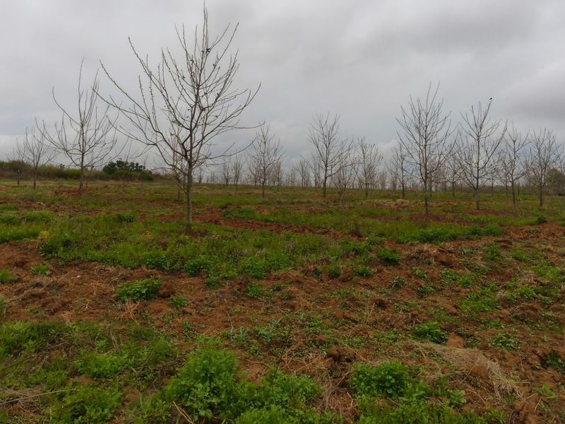 PECAN FARM INVESTMENT OPPORTUNITY – KOSTER AREA - Photo 10