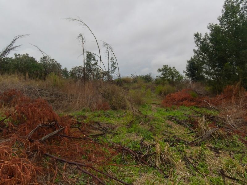 PECAN FARM INVESTMENT OPPORTUNITY – KOSTER AREA - Photo 9
