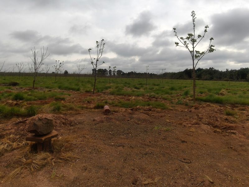 PECAN FARM INVESTMENT OPPORTUNITY – KOSTER AREA - Photo 8