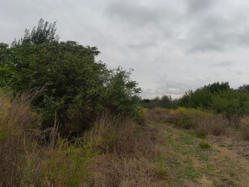 PECAN FARM INVESTMENT OPPORTUNITY – KOSTER AREA - Photo 7